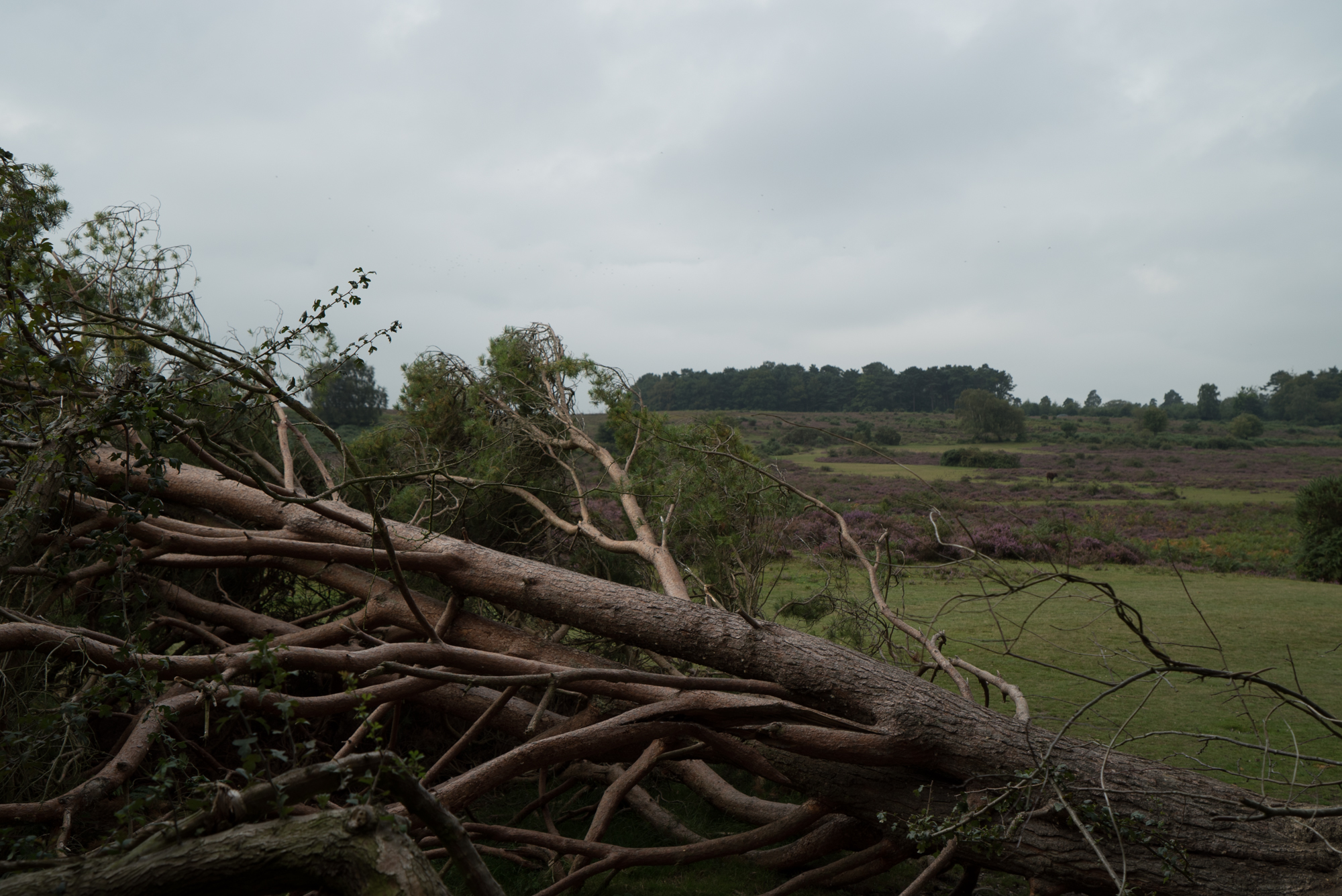 New Forest-2